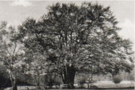 Skovfester og Egebæksvang